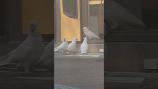 Birds on a Train  Ozzy Man Quickies [upl. by Aititil]