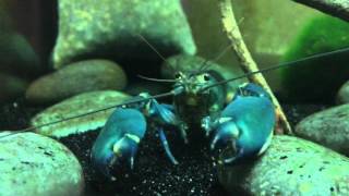 Cherax Supernova Crayfish  Blue Moon Yabbie Lobster [upl. by Ylesara]