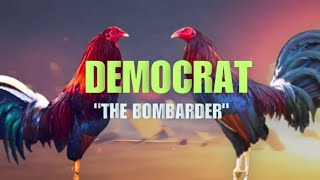 DEMOCRAT GAMEFOWL BLOODLINE Fighting Style and History [upl. by Aivalf64]