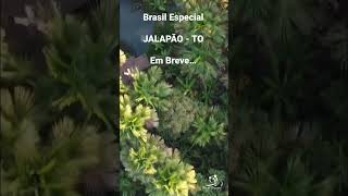 JALAPÃO em Breve  Brasil Especial  SHORTS [upl. by Egdirdle769]