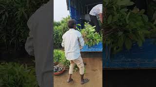 Mahogany plant loading SK Hitech nursery Latur [upl. by Sallyanne]