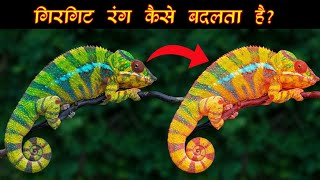 How Chameleon Changes Color  gargat rang kaise badalta  Facts about animals [upl. by Umeh979]