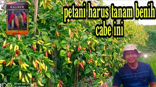 Cara menanam cabe rawit kaliber berbuah lebat [upl. by Elokin24]