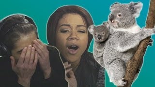 A baby koala eats what  Earth Cube Ep 8  BBC Earth Explore [upl. by Huntingdon]