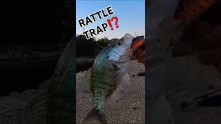 RATTLE TRAPPING GIANT CREEK CRAPPIE  CRAPPIE FISHING 2024 [upl. by Anawat]