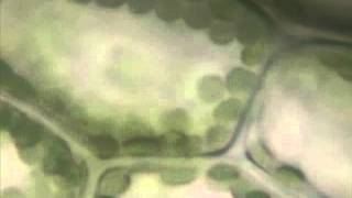 Chloroplasts A Look At the Elodea Leafavi [upl. by Olnton]