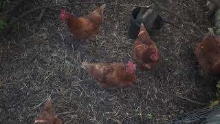 Backyard Permaculture  Chicken Run Polycultures [upl. by Anelagna]