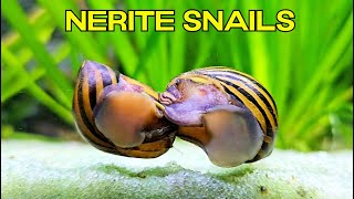 NERITE SNAILS in the Aquarium🐌🐌 [upl. by Carolina]