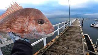 Land Based Pier and Jetty Fishing For Snapper [upl. by Novar]