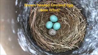 Brownheaded Cowbird Egg In Bluebird Nest  Now What [upl. by Dolly]