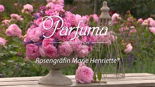 Sortenporträt Parfuma Duftrose Rosengräfin Marie Henriette ® [upl. by Catie]