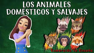 Animales Domésticos y Salvajes Clasificación y Diferencias [upl. by Stephanus]