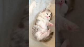 cute kitties ❤️😍 ලස්සනයි නම් subscribe කරන් යන්න❤️❤️ cute cat viral nice most cutecat [upl. by Rayner]