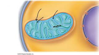 Muscle Metabolism 2 Aerobic and Anaerobic respiration [upl. by Bar637]