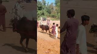 Bahawalpur Mandi Ma Qurbani Ka Maal Ana Start❤️‍🩹viral viralvideo subscribe GaiTondeYT [upl. by Chrysa]