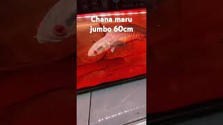 CHANA MARU JUMBO JINAK 60CM MERAH BANGET baru fish ikan tranding aquarium viralvideo [upl. by Otrevogir146]