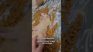 Macaroni Causes Ferret Lag [upl. by Irakuy730]