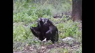 Cinereous Vulture Aegypius monachus [upl. by Mahseh939]