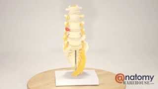 5 Piece Vertebral Column Anatomy Model With Sacrum by AnatomyWarehousecom [upl. by Eberto]