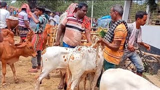 আজ ১১ অক্টোবরquot২৪  কুমিল্লার খামারী কেমন দামে সবচেয়ে ছোট্ট ছোট্ট ষাড় বাছুর গরু কিনলেন [upl. by Nnyre]