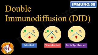 Double immunodiffusion Ouchterlony Double Diffusion FLImmuno58 [upl. by Navonoj]