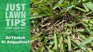 Should You DeThatch St Augustine Grass  Power Rake St Augustine [upl. by Fulmis]