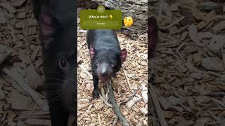 Tasmanian Devil wild animal Australia tasmania tasmaniandevil [upl. by Norb]