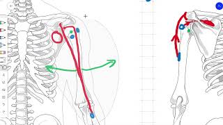 Anatomia w pigułce 1 Mięśnie działające na ramię [upl. by Bitthia]