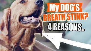 WHY Does My DOG’S BREATH Stink 🐶🤢4 Reasons [upl. by Kennan]