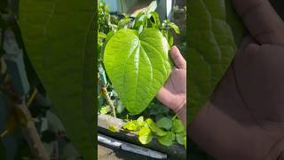 Whatsapp 8754754704 Betel Leaf Plant frankiesgarden betelleaf paanlovers nurserygarden [upl. by Suiravaj]