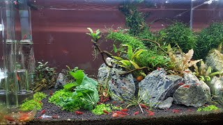 Shrimp tank for Neocaridina Bloody Mary [upl. by Lindner313]