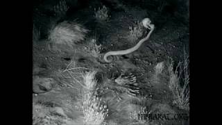 Kangaroo rat kicking rattlesnake in midair [upl. by Ahc]