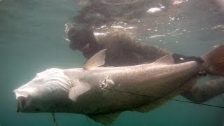 Spearfishing  Mulloway Misadventures [upl. by Suivatra]