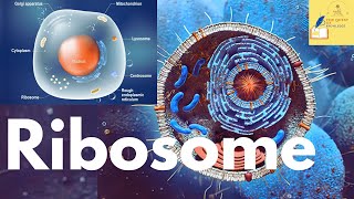 upsc  Cell  Ribosomes  proteins synthesis  UPSC Prelims 2024 science and tech [upl. by Novyat]