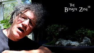 Pruning My Portulacaria afra Forest and More The Bonsai Zone Aug 2023 [upl. by Compton]