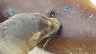 Baby sea lion eats mums milk at Galapagos [upl. by Attirehs447]