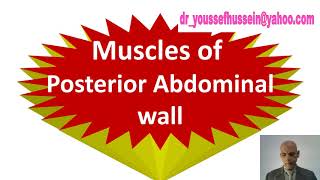 16 Muscles of Posterior abdominal wall  Thoracolumbar fascia  Psoas fascia [upl. by Grider]