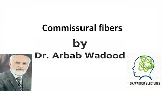 Commissural fibers  Neuroanatomy  Lecture 32 by Dr Arbab Wadood [upl. by Best]