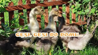 hodowla 🐓🐔🦜🐥🦃🦆 Gęsi gęsi do domu  ♥️😊 [upl. by Tomaso]