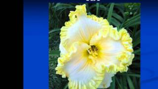 Small World Daylilies Monday Night Lights [upl. by Hawk]