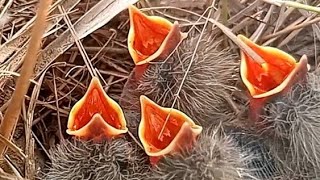 Pipit bird babies looking beautiful in nest  Bird Plus Animals [upl. by Retsae116]