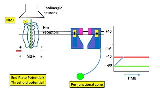 Excitation Contraction Coupling In The Skeletal Muscle [upl. by Panthia]