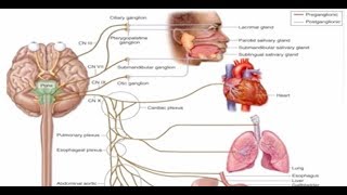 e181 Preview Esophageal Dysphagia  Evaluation amp Treatment Options [upl. by Otte]