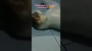 like subscribe cat catlover pets kucingimut kucing kucinglucu love comment [upl. by Tempa]