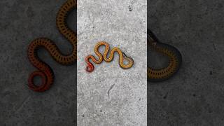 RING NECK SNAKE PLAYING DEAD ringneck snakes babysnake cute tinysnake ringnecksnake [upl. by Dinnie]