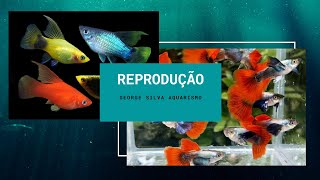 Reprodução dos peixes Guppys Platys Molinésias e Espadas [upl. by Hayikaz560]