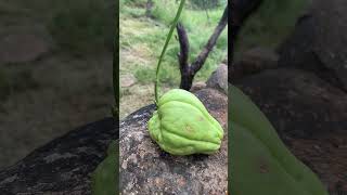 🌱 ¡Siembra Chayote Fácil y Rápido ¡Descubre Cómo [upl. by Myrtice]