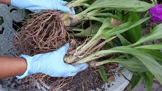 Propagating Ground Growing Orchids [upl. by Goldberg]