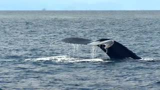 Ruta de Ballenas Documental [upl. by Griz]