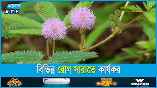 লজ্জাবতী গাছের যত ঔষধি গুণ  ETV Lifestyle [upl. by Fanchan]